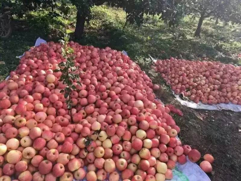 �Һ쵫���Һ�ý���