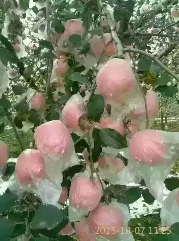 ���Ӵ�С���ţ��򲻵�ũҩ