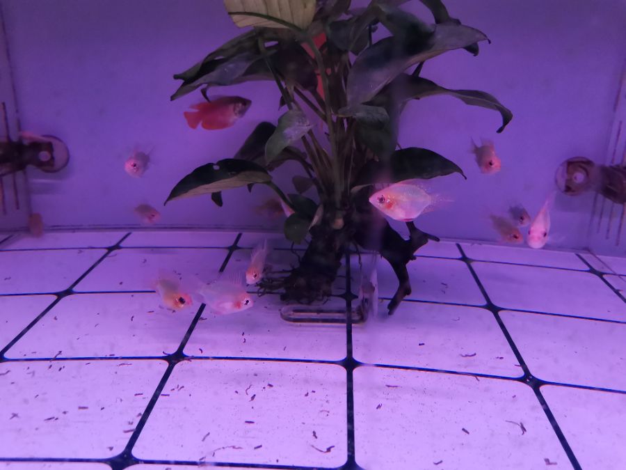IMG_20201108_171230.jpg