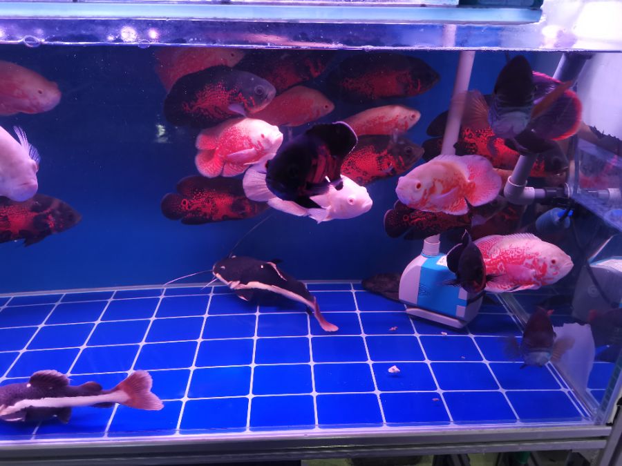 IMG_20201108_171246.jpg