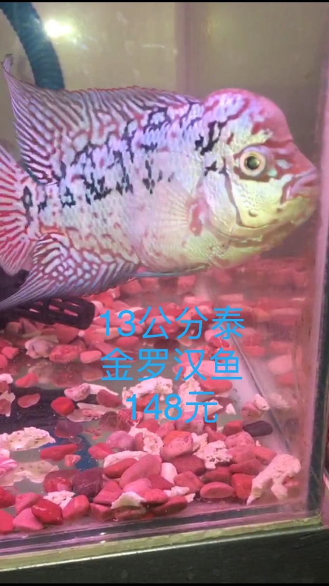 IMG_2538.PNG