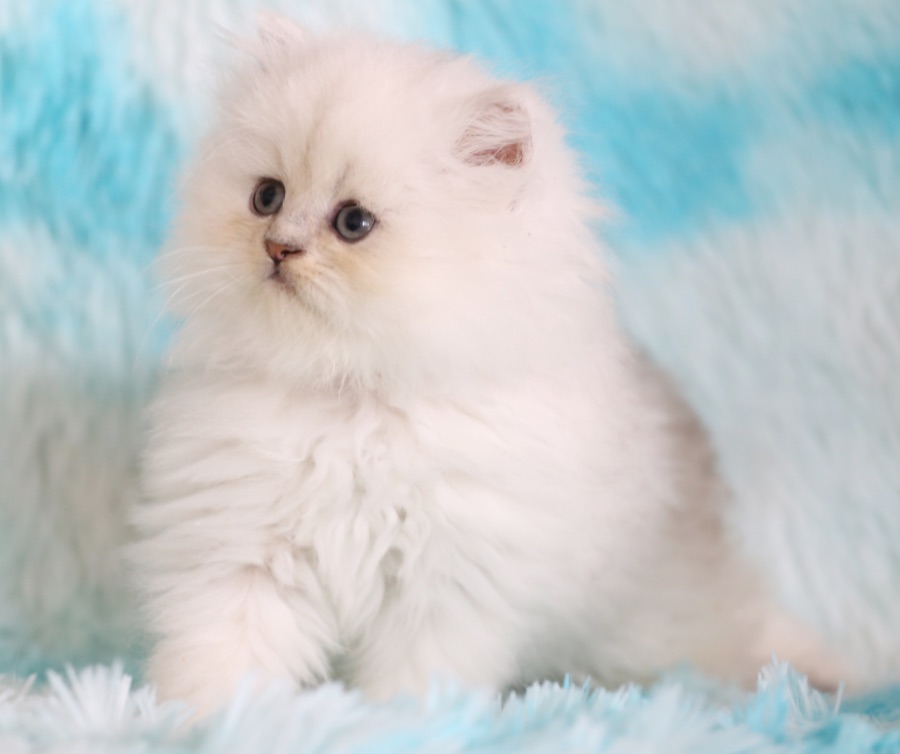92A8245D-71FB-43B7-9052-A36A682E7E44.png