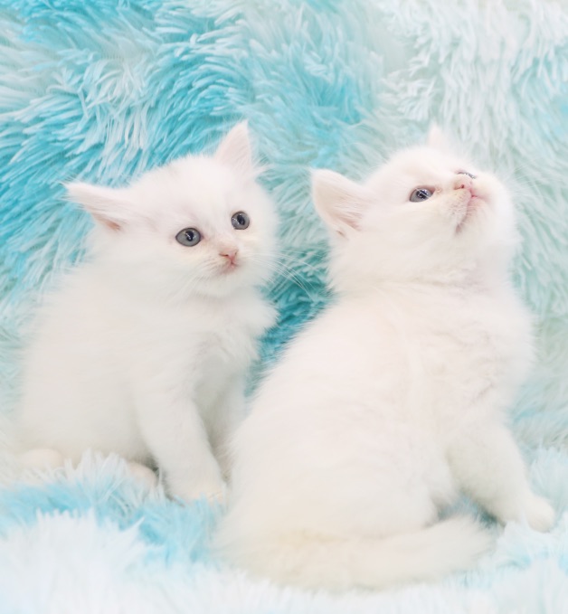 FF7D0461-851D-43EE-B39A-A4937BDC3E9C.png