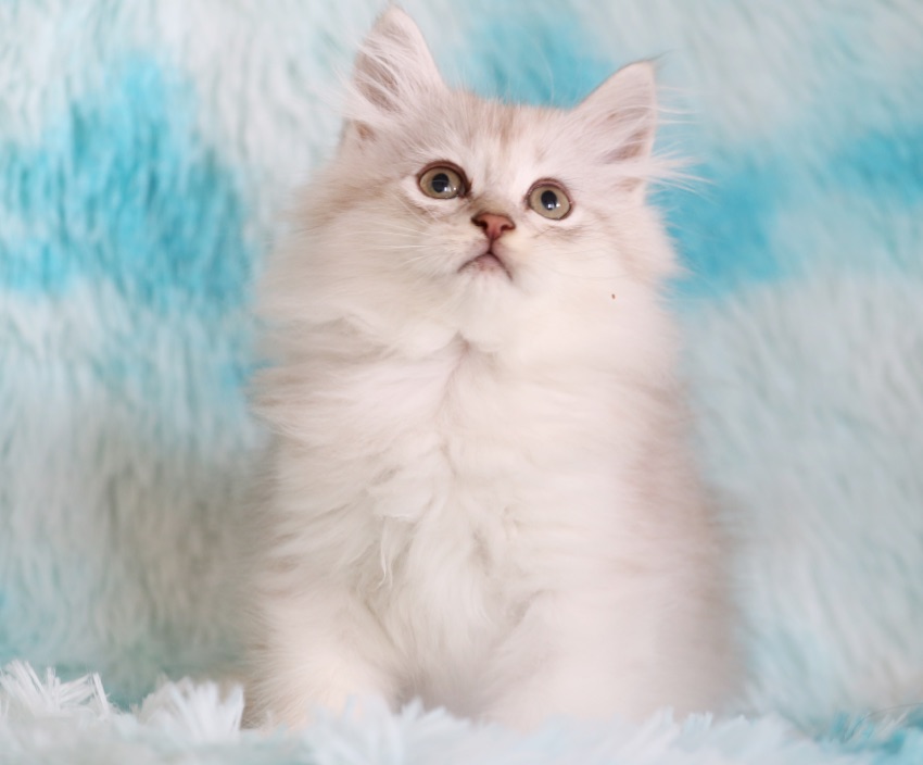 2595BB16-E444-4252-AB6C-B231438F6324.png