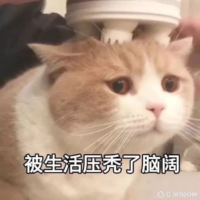 E1878794-6B0F-4398-BF5C-24FE303C48C0.jpeg