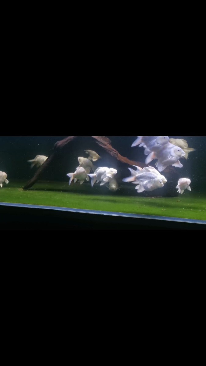 3D4F59C7-6029-4FAA-BD6B-666D77560477.png