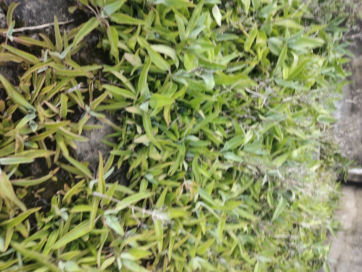 IMG_20211018_155459_Burst04.jpg