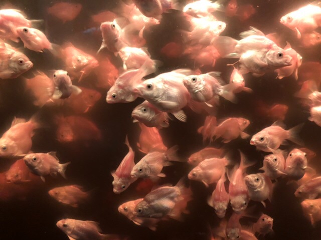 71C593D8-1513-4F6E-AE08-C17E2CBB00AE.jpeg