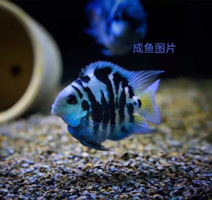 AC8A207A-DB02-4445-BF89-D0F1492909F4.jpeg