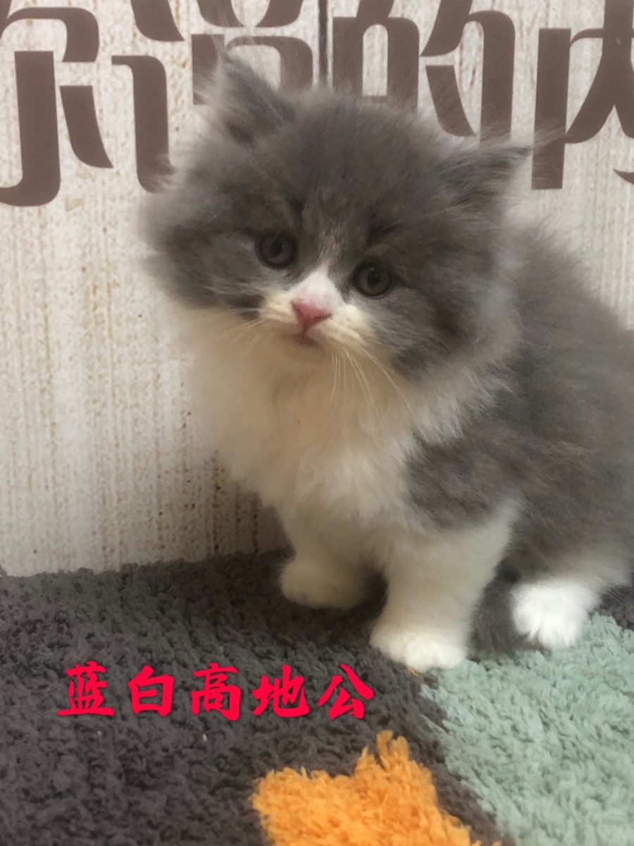 9BB6B70F-650F-4595-90A2-1DB50F593203.jpeg