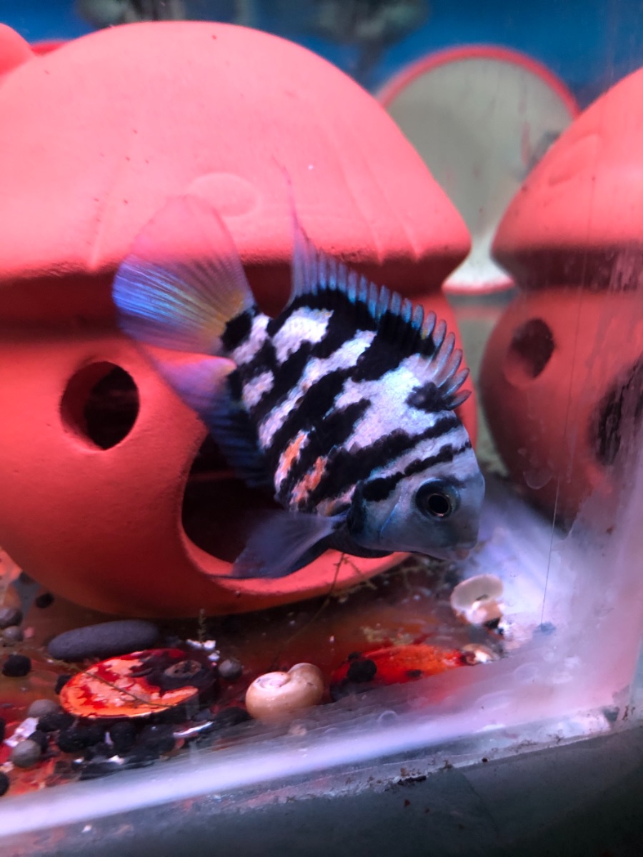 691062D0-7187-4D95-8261-045E0D1795DE.jpeg