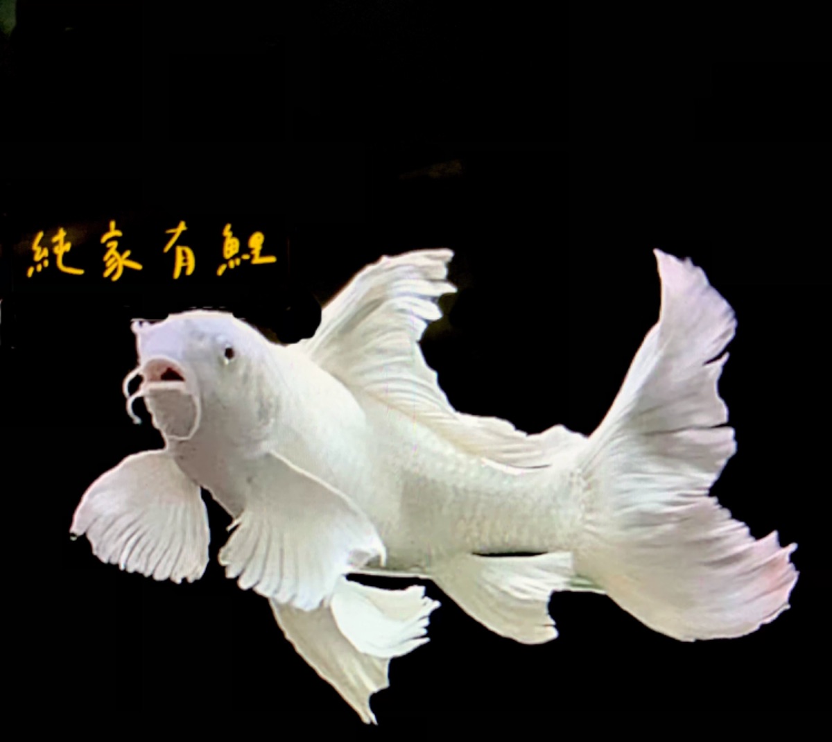 DBBCBEA8-C28C-4218-A504-DB62EC80D12F.jpeg