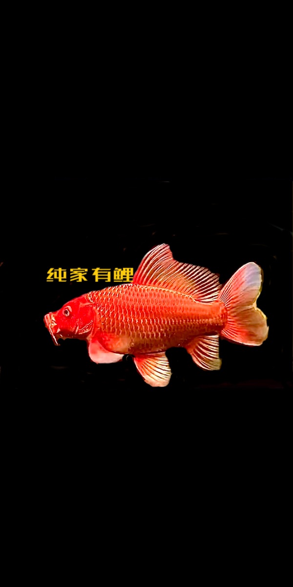 599D8B26-B04F-40B9-99F8-E77C9F2C4515.jpeg
