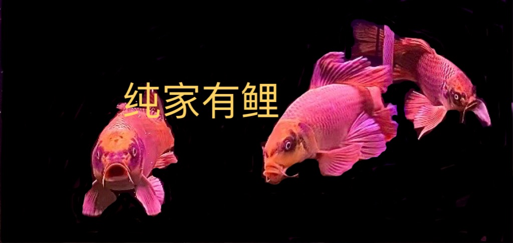 D0F0B4F8-2BCF-477B-BAE4-A32F60ABDD98.jpeg