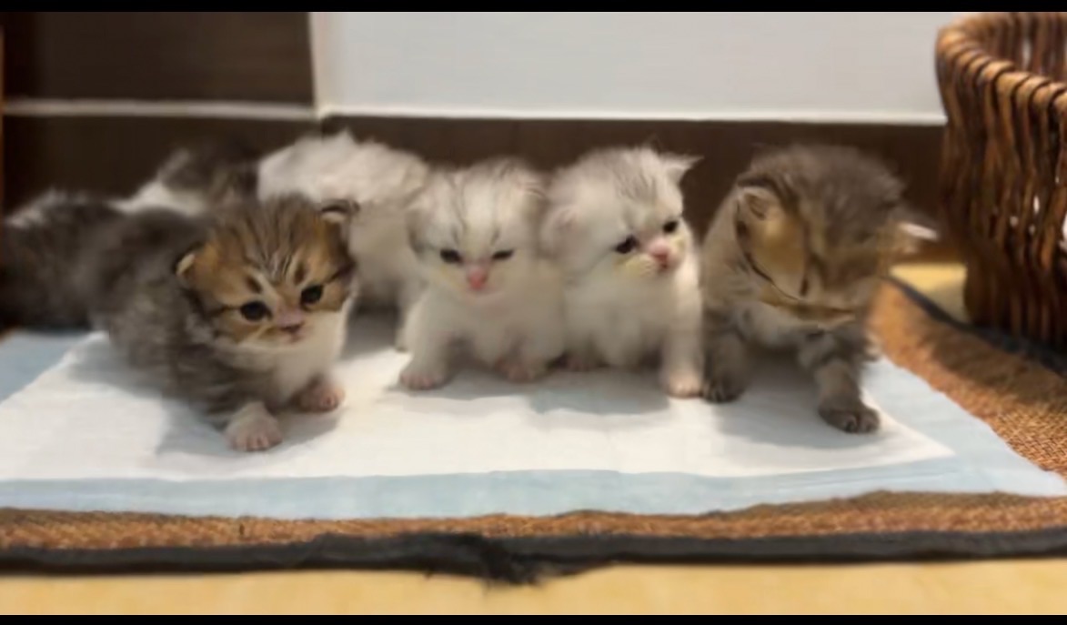 IMG_2417.jpeg