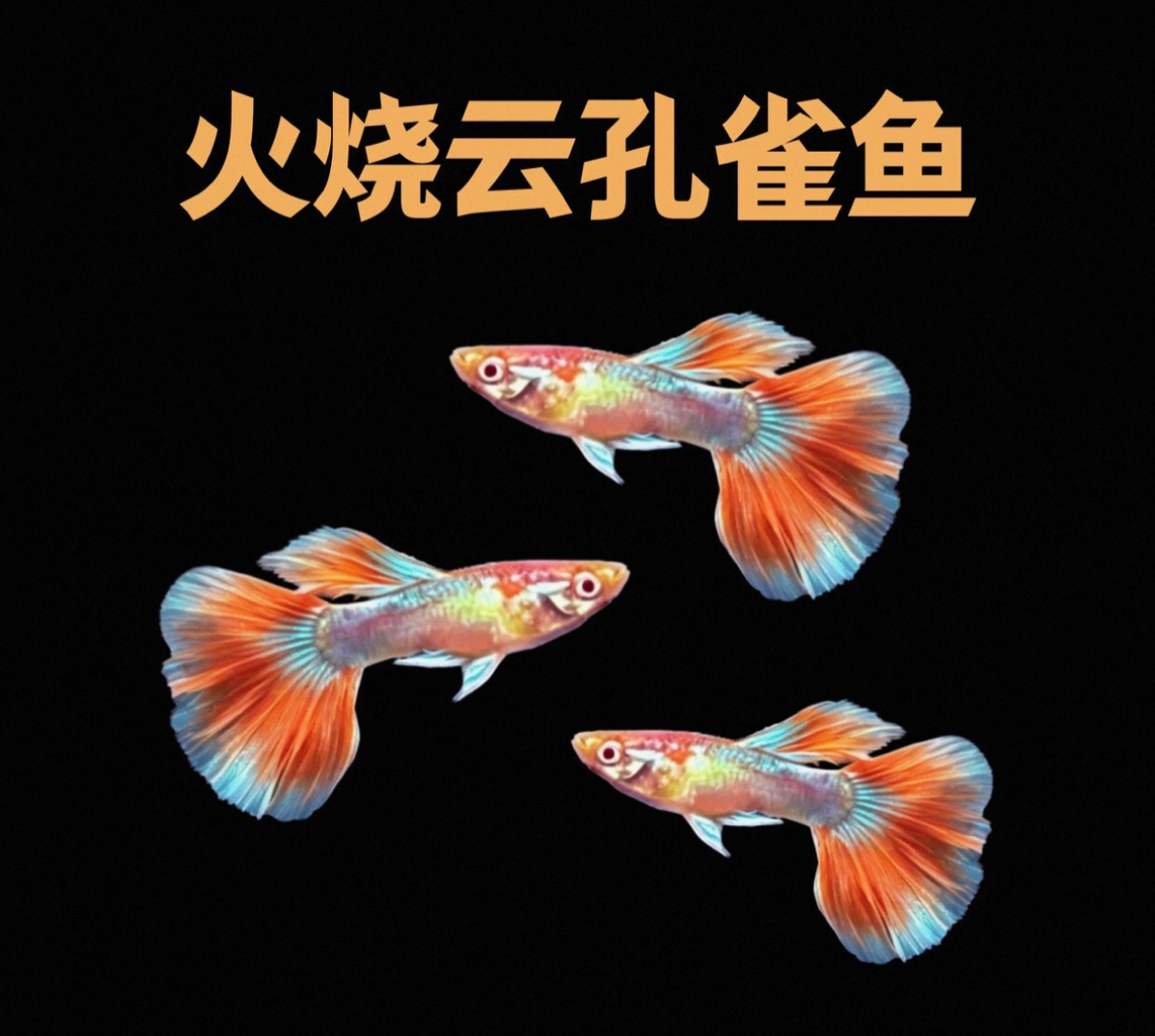 1BA89093-2336-494C-AE90-2A24947B88C5.jpeg